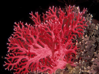 corail-rouge.jpg